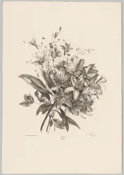 Lilies (Flower and Fruit Studies, 10th installment)