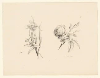 Rose and Other Flowers