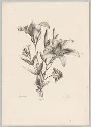 Two Lilies (Flower and Fruit Studies 10th installment series)