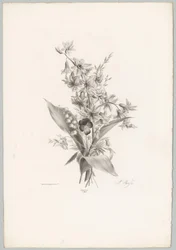 Violet and Hyacinth and Bell-Shaped Flowers (Flower and Fruit Studies, 10th Issue)