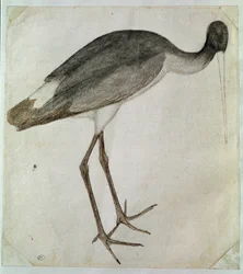 A black stork standing, facing to the right