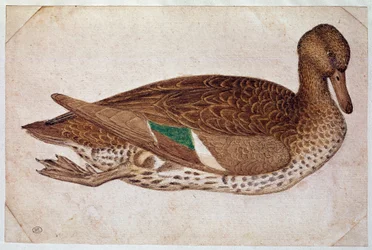Female winter teal, swimming, in profile to the right. Drawing by Pisano Antonio di Puccio dit il Pisanello