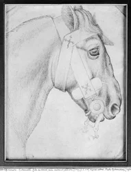 Head of a Horse, from the The Vallardi Album