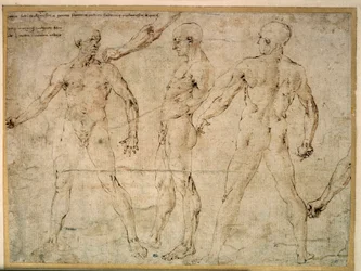 Three naked men. Drawing by Antonio Pollaiuolo