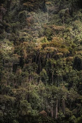 Mantiqueira XXXV