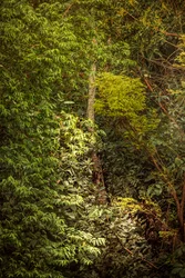 Rain Forest VIII, 2020