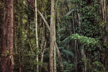 Rain Forest V, 2021