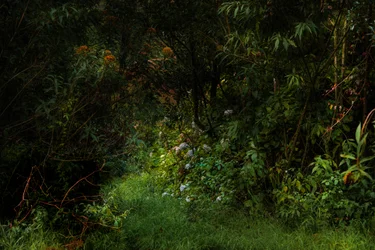 Trails, 2015