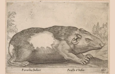 Guinea Pig (Animals and Fabulous Creatures)