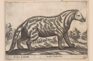 Civet Cat