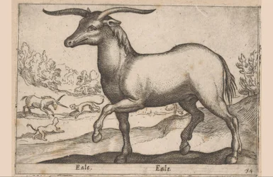 Horse with Horns (Eale, Animals and Fabulous Creatures, Nova raccolta de li animali piu curiosi del mondo)