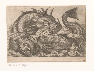 Two Fighting Fish (Fighting Animals)