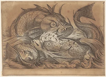 Two fighting fish