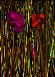 Blossoms No.2, 2014