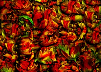 Bed of Tulips