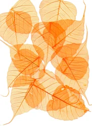 Foliage