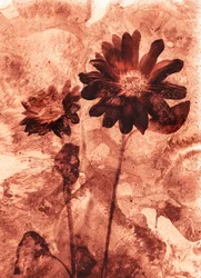 Mono Flower
