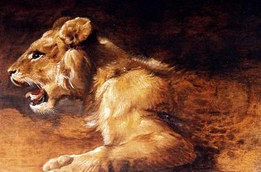 Study of a Young Lion, c.1640