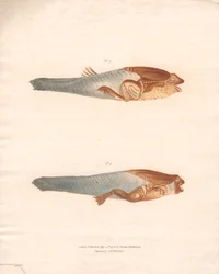 No. 3 and 4 in the 8 stages of growth of the Surinam Frog