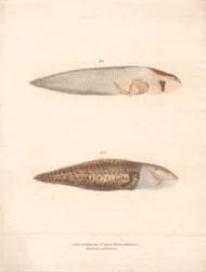 No. 5 and No. 6 in the 8 stages of growth of the Surinam Frog
