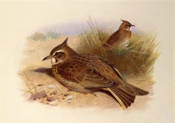 A Crested Lark, British Birds