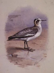A Grey Phalarope