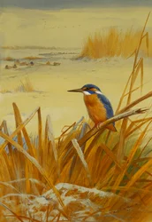 A Kingfisher Amongst Reeds in Winter
