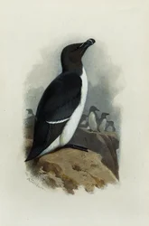 A Razorbill