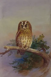 A Tawny Owl Perched on an Oak Branch