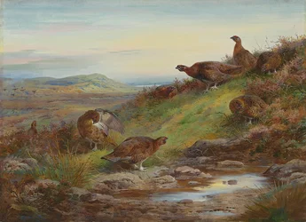 A covey of red grouse by a spring