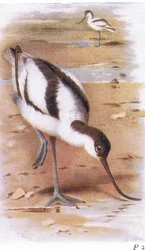 Avocet, from Birds of the British Isles and Their Eggs