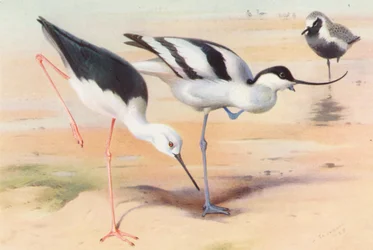 Black-Winged Stilt, Avocet, Grey Plover (summer)