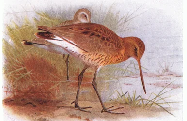 Black Tailed Godwit, from Birds of the British Isles and Their Eggs