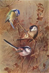 Blue Titmouse, Marsh-Titmouse, Long-Tailed Titmouse