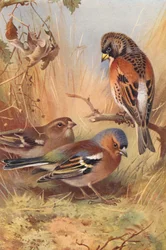 Brambling, Chaffinch (Male and Female)