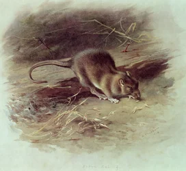 Brown Rat (Rattus norvegicus) 1918