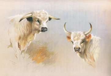 Chartley Bull and Chillingham Bull, from Thorburn