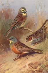 Cirl Bunting, Little Bunting, Ortolan