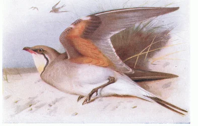 Collared Pratincloe, from Birds of the British Isles and Their Eggs