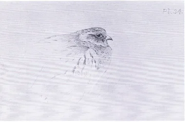 Common Partridge, pub. by Book Club Associates