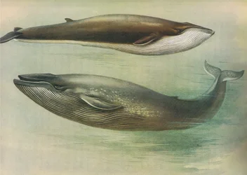 Common Rorqual, Sibbald