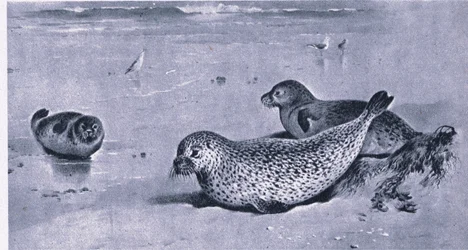 Common Seal, Nature in Britain published by Collins