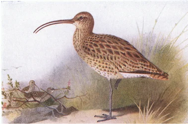 Curlew, from Birds of the British Isles and Their Eggs