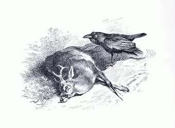 Dead Deer and Raven, from Thorburn