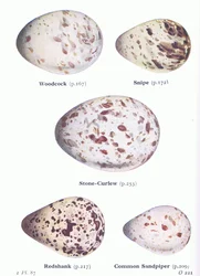Eggs: Woodcock; Snipe, Stone Curlew, Redshank, Common Sandpiper, from Birds of the British Isles and Their Eggs