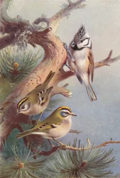 Goldcrest, Fire-Crest, Crested Titmouse