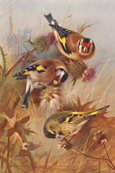 Goldfinch, Siskin