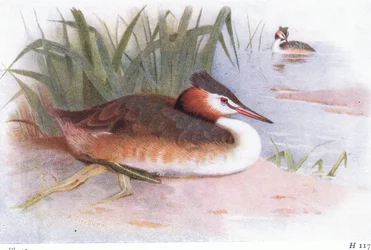 Great Crested Grebe