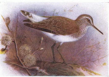 Green Sandpiper, from Birds of the British Isles and Their Eggs