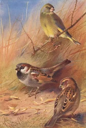 Greenfinch, House-Sparrow (Male and Female)